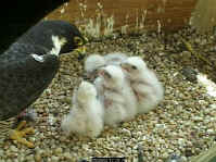 PA Peregrine nest '06